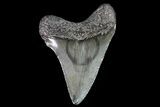 Juvenile Megalodon Tooth - Georgia #83604-1